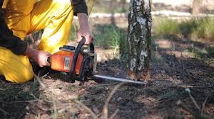 Reliable Sullivans Island, SC Tree Care Solutions