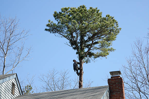 Pest Control for Lawns in Sullivans Island, SC